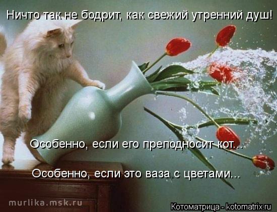 Ничто так не бодрит, как свежий утренний душ! Особенно, если его преподносит кот... Особенно, если эт... Котоматрица: Ничто так не бодрит, как свежий утренний душ! Особенно, если его преподносит кот... Особенно, если это ваза с цветами...