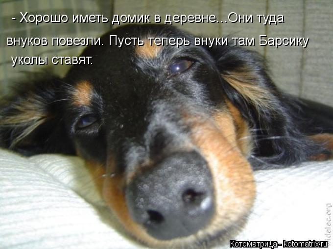 - Хорошо иметь домик в деревне...Они туда внуков повезли. Пусть теперь внуки там Барсику уколы ставят... Котоматрица: - Хорошо иметь домик в деревне...Они туда внуков повезли. Пусть теперь внуки там Барсику уколы ставят.