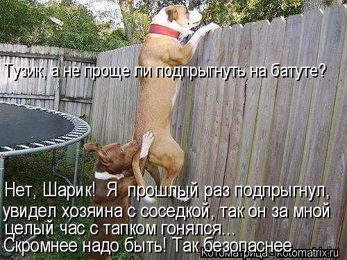 Тузик, а не проще ли подпрыгнуть на батуте? Нет, Шарик! Я прошлый раз подпрыгнул, увидел хозяина ... Котоматрица: Тузик, а не проще ли подпрыгнуть на батуте? Нет, Шарик! Я прошлый раз подпрыгнул, увидел хозяина с соседкой, так он за мной целый час с тапк