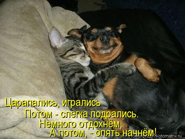 Царапались, игрались Потом - слегка подрались. А потом, - опять начнём! Немного отдохнём,... Котоматрица: Царапались, игрались Потом - слегка подрались. А потом, - опять начнём! Немного отдохнём,