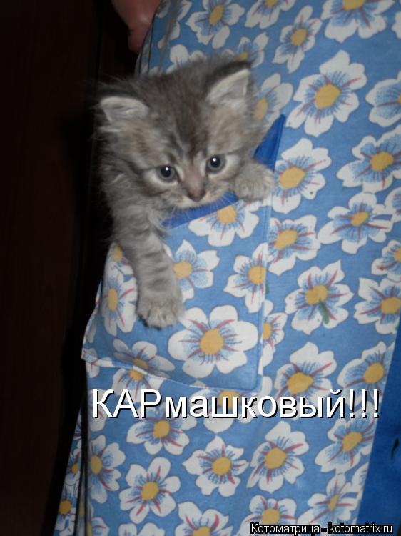 КАРмашковый!!!... Котоматрица: КАРмашковый!!!