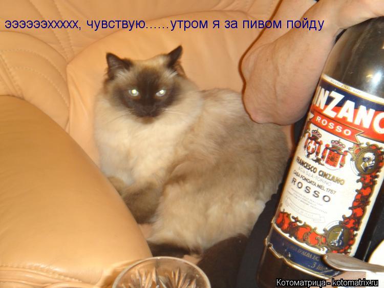 ээээээххххх, чувствую......утром я за пивом пойду... Котоматрица: ээээээххххх, чувствую......утром я за пивом пойду