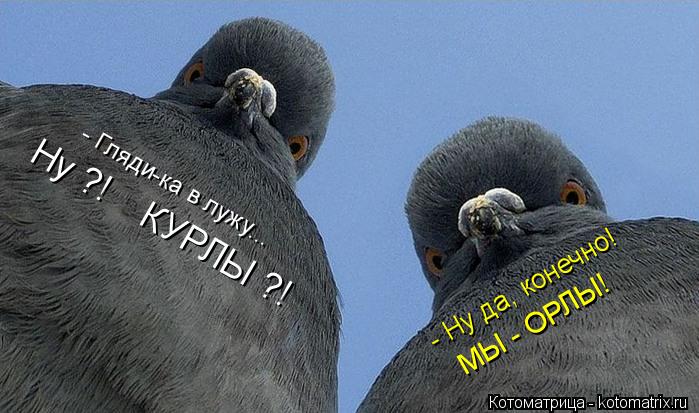 Ну ?! КУРЛЫ ?! - Гляди-ка в лужу... - Ну да, конечно! МЫ - ОРЛЫ!... Котоматрица: Ну ?! КУРЛЫ ?! - Гляди-ка в лужу... - Ну да, конечно! МЫ - ОРЛЫ!