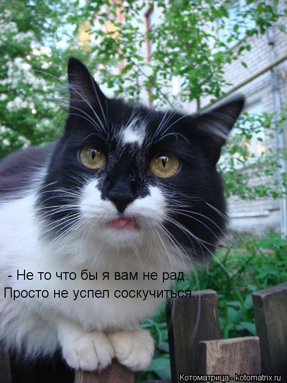 - Не то что бы я вам не рад. Просто не успел соскучиться....... Котоматрица: - Не то что бы я вам не рад. Просто не успел соскучиться....