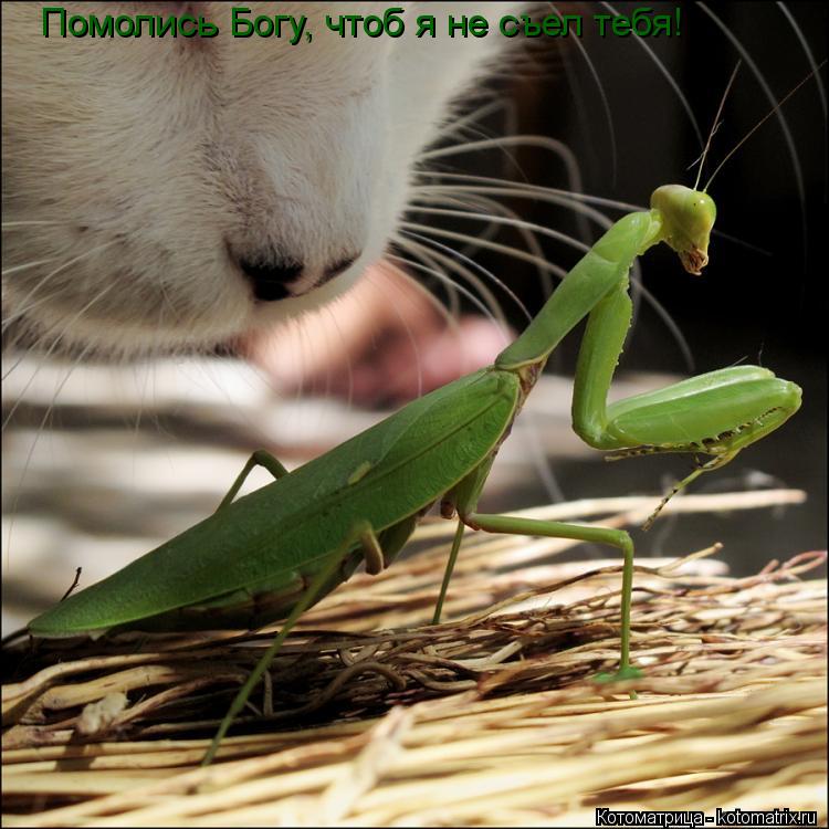 Помолись Богу, чтоб я не съел тебя!... Котоматрица: Помолись Богу, чтоб я не съел тебя!