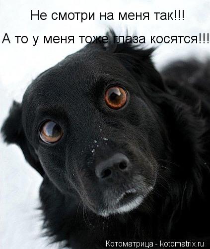 Не смотри на меня так!!! А то у меня тоже глаза косятся!!!... Котоматрица: Не смотри на меня так!!! А то у меня тоже глаза косятся!!!