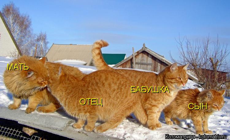 Котоматрица: МАТЬ ОТЕЦ БАБУШКА СЫН