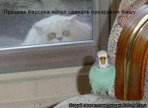 Призрак Барсика хотел сделать призраком Кешу... Котоматрица: Призрак Барсика хотел сделать призраком Кешу