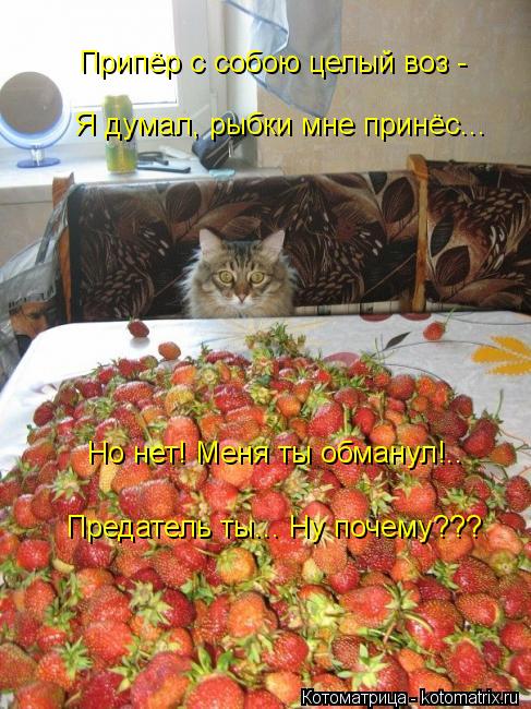 Припёр с собою целый воз - Я думал, рыбки мне принёс... Но нет! Меня ты обманул!.. Предатель ты... Ну... Котоматрица: Припёр с собою целый воз - Я думал, рыбки мне принёс... Но нет! Меня ты обманул!.. Предатель ты... Ну почему???