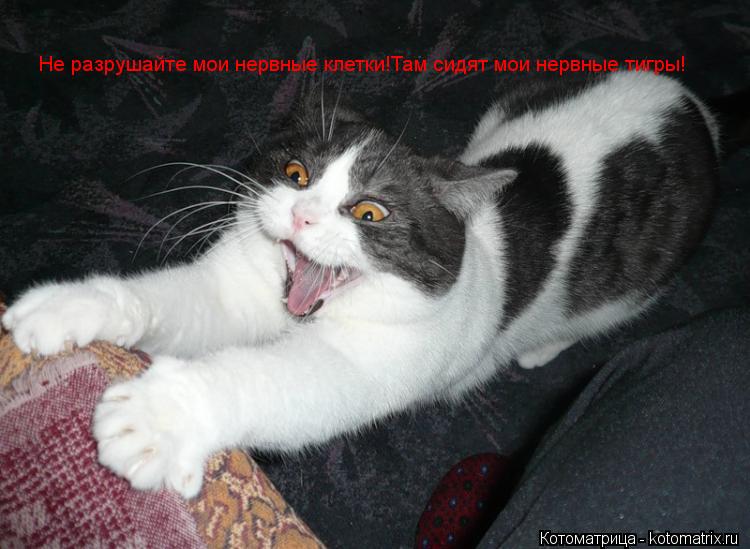 Не разрушайте мои нервные клетки!Там сидят мои нервные тигры!... Котоматрица: Не разрушайте мои нервные клетки!Там сидят мои нервные тигры!