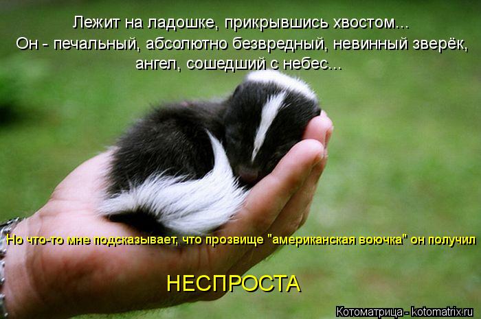 Лежит на ладошке, прикрывшись хвостом... Он - печальный, абсолютно безвредный, невинный зверёк, ангел... Котоматрица: Лежит на ладошке, прикрывшись хвостом... Он - печальный, абсолютно безвредный, невинный зверёк, ангел, сошедший с небес... Но что-то мне подска