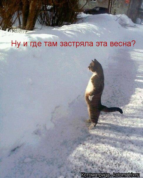 Ну и где там застряла эта весна?... Котоматрица: Ну и где там застряла эта весна?