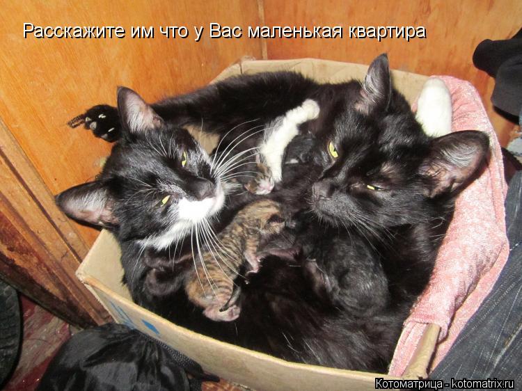 Расскажите им что у Вас маленькая квартира... Котоматрица: Расскажите им что у Вас маленькая квартира