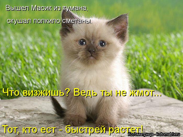 Вышел Масик из тумана, скушал полкило сметаны. Что визжишь? Ведь ты не жмот... Тот, кто ест - быстре... Котоматрица: Вышел Масик из тумана, скушал полкило сметаны. Что визжишь? Ведь ты не жмот... Тот, кто ест - быстрей растет!