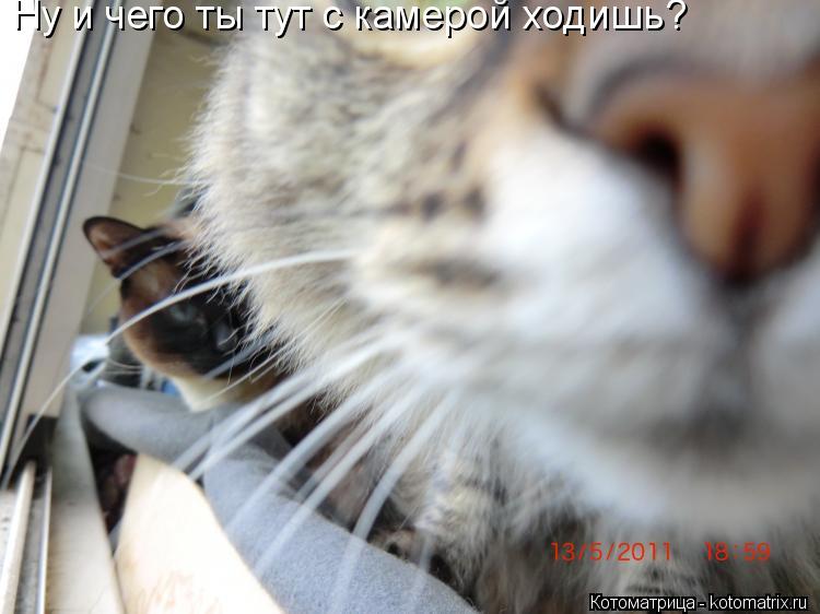 Ну и чего ты тут с камерой ходишь?... Котоматрица: Ну и чего ты тут с камерой ходишь?