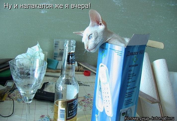 Ну и налакался же я вчера!... Котоматрица: Ну и налакался же я вчера!