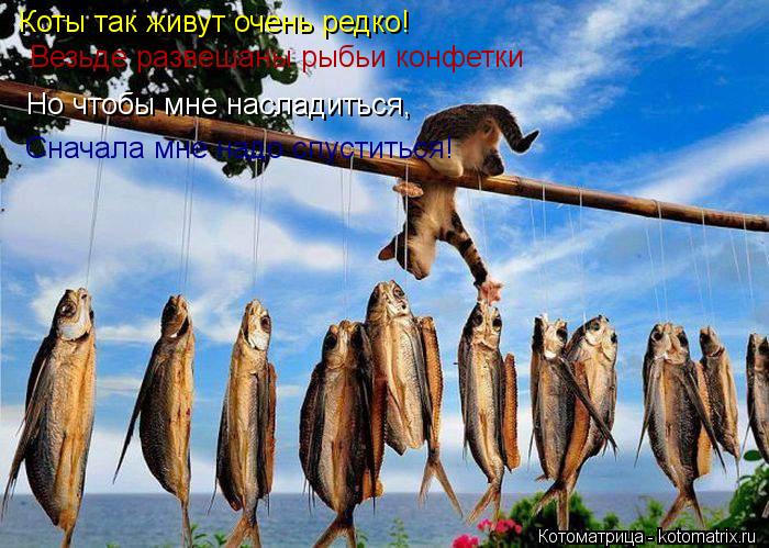 Котоматрица: Коты так живут очень редко! Везьде развешаны рыбьи конфетки Но чтобы мне насладиться, Сначала мне надо спуститься!