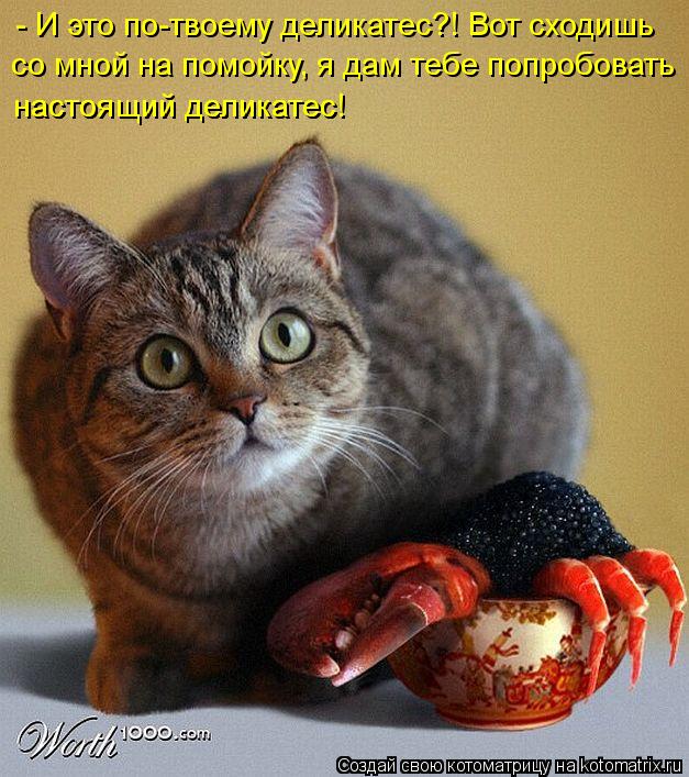 - И это по-твоему деликатес?! Вот сходишь со мной на помойку, я дам тебе попробовать настоящий делика... Котоматрица: - И это по-твоему деликатес?! Вот сходишь со мной на помойку, я дам тебе попробовать настоящий деликатес! настоящий деликатес!