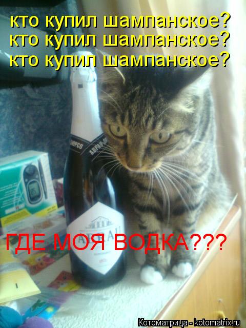 кто купил шампанское? кто купил шампанское? кто купил шампанское? ГДЕ МОЯ ВОДКА???... Котоматрица: кто купил шампанское? кто купил шампанское? кто купил шампанское? ГДЕ МОЯ ВОДКА???