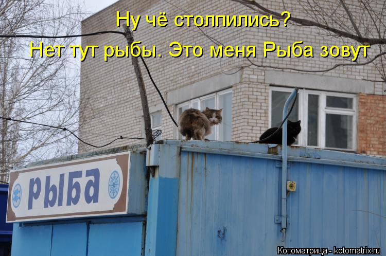 Нет тут рыбы. Это меня Рыба зовут Ну чё столпились?... Котоматрица: Нет тут рыбы. Это меня Рыба зовут Ну чё столпились?