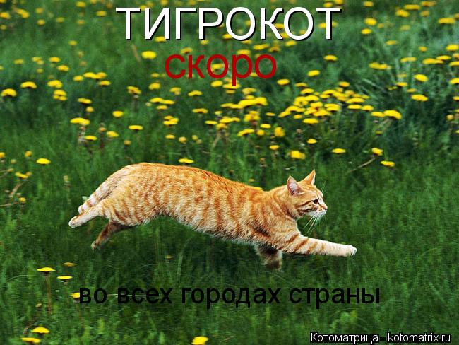 ТИГРОКОТ скоро во всех городах страны... Котоматрица: ТИГРОКОТ скоро во всех городах страны
