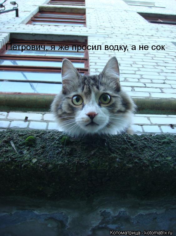 Петрович, я же просил водку, а не сок... Котоматрица: Петрович, я же просил водку, а не сок