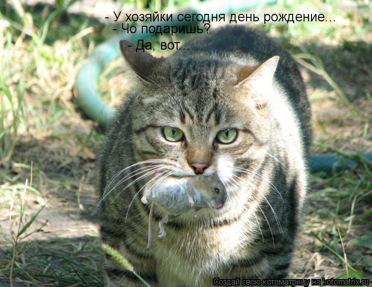 - У хозяйки сегодня день рождение... - Чо подаришь? - Да, вот...... Котоматрица: - У хозяйки сегодня день рождение... - Чо подаришь? - Да, вот...
