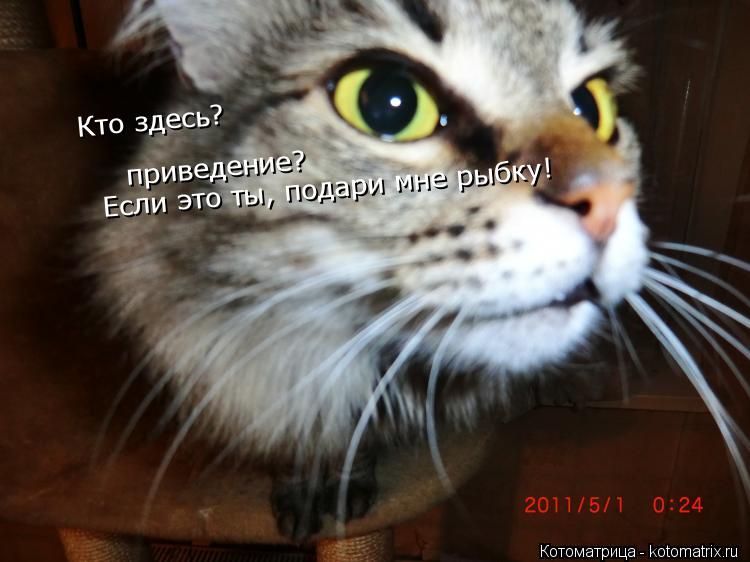 Кто здесь? приведение? Если это ты, подари мне рыбку!... Котоматрица: Кто здесь? приведение? Если это ты, подари мне рыбку!