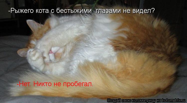 -Рыжего кота с бестыжими глазами не видел? -Нет. Никто не пробегал.... Котоматрица: -Рыжего кота с бестыжими глазами не видел? -Нет. Никто не пробегал.