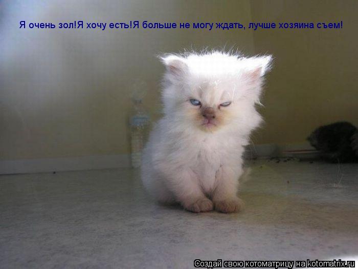 Я очень зол!Я хочу есть!Я больше не могу ждать, лучше хозяина съем!... Котоматрица: Я очень зол!Я хочу есть!Я больше не могу ждать, лучше хозяина съем!