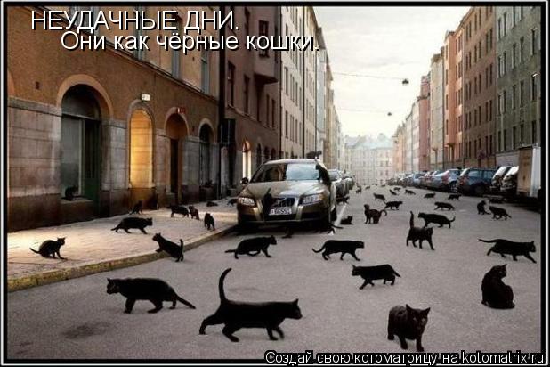 Котоматрица: НЕУДАЧНЫЕ ДНИ. Они как чёрные кошки.