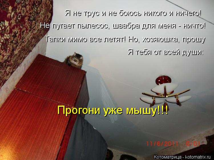 Я не трус и не боюсь никого и ничего! Не пугает пылесос, швабра для меня - ничто! Тапки мимо все летя... Котоматрица: Я не трус и не боюсь никого и ничего! Не пугает пылесос, швабра для меня - ничто! Тапки мимо все летят! Но, хозяюшка, прошу Я тебя от всей души: П