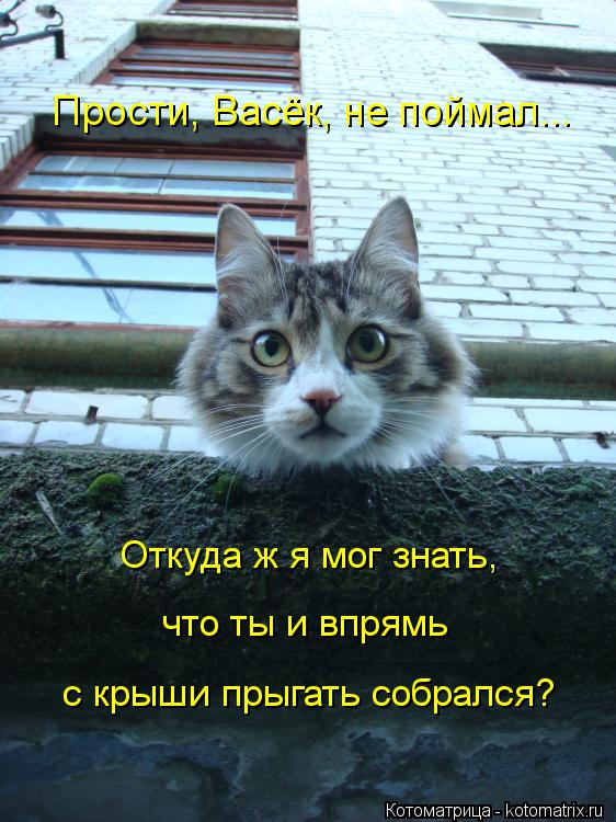 Прости, Васёк, не поймал... Откуда ж я мог знать, что ты и впрямь с крыши прыгать собрался?... Котоматрица: Прости, Васёк, не поймал... Откуда ж я мог знать, что ты и впрямь с крыши прыгать собрался?