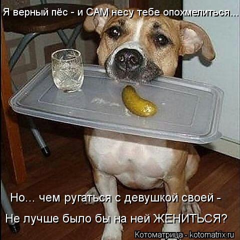 Но... чем ругаться с девушкой своей - Не лучше было бы на ней ЖЕНИТЬСЯ? Я верный пёс - и САМ несу те... Котоматрица: Но... чем ругаться с девушкой своей - Не лучше было бы на ней ЖЕНИТЬСЯ? Я верный пёс - и САМ несу тебе опохмелиться...
