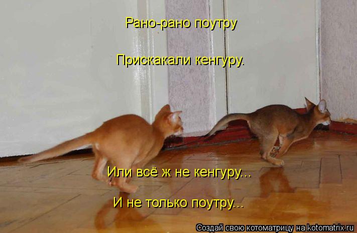 Прискакали кенгуру. Или всё ж не кенгуру... И не только поутру... Рано-рано поутру... Котоматрица: Прискакали кенгуру. Или всё ж не кенгуру... И не только поутру... Рано-рано поутру