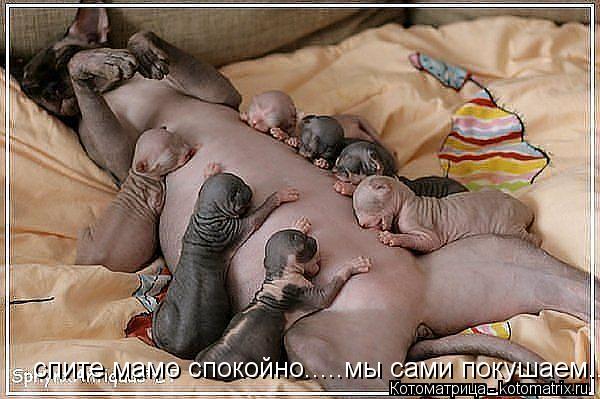 Котоматрица: спите мамо спокойно.....мы сами покушаем....