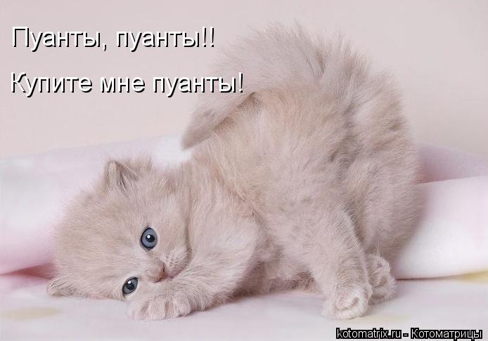 Пуанты, пуанты!! Купите мне пуанты!... Котоматрица: Пуанты, пуанты!! Купите мне пуанты!