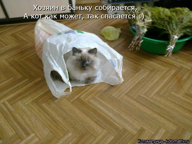 Хозяин в баньку собирается, А кот как может, так спасается :)... Котоматрица: Хозяин в баньку собирается, А кот как может, так спасается :)