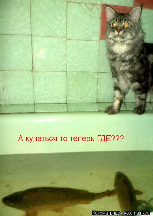 А купаться то теперь ГДЕ???... Котоматрица: А купаться то теперь ГДЕ???