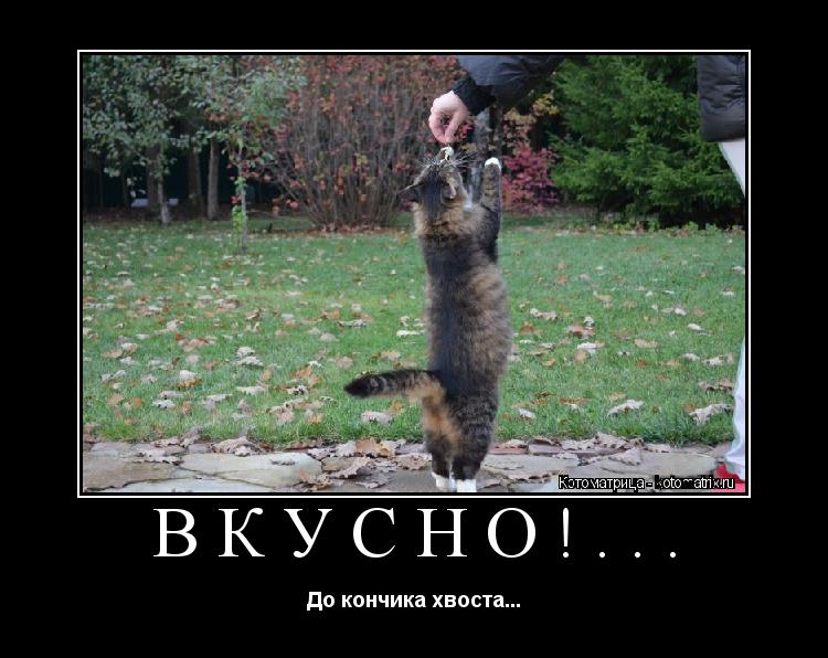 ВКУСНО!... До кончика хвоста...... Котоматрица: ВКУСНО!... До кончика хвоста...