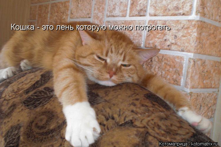 Кошка - это лень которую можно потрогать... Котоматрица: Кошка - это лень которую можно потрогать