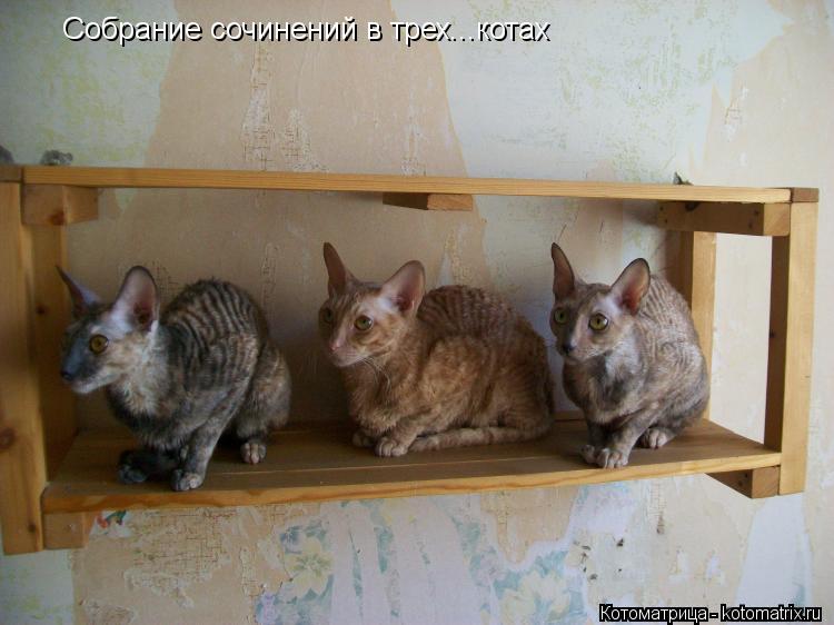 Собрание сочинений в трех...котах... Котоматрица: Собрание сочинений в трех...котах