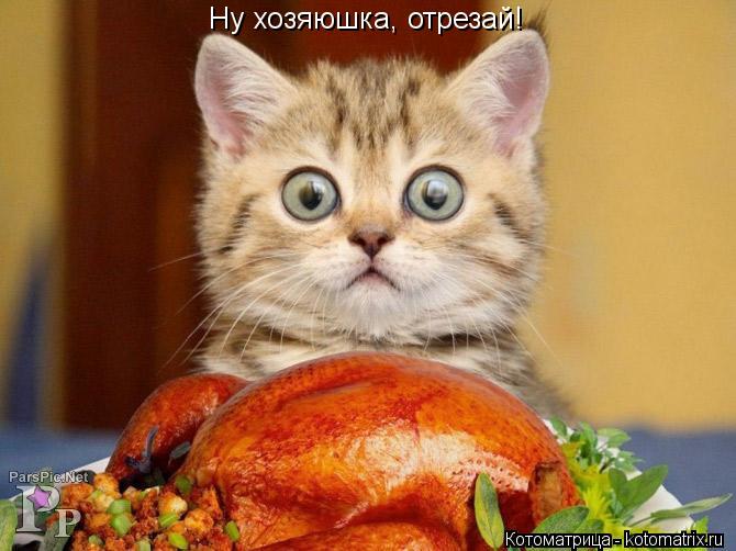 Ну хозяюшка, отрезай!... Котоматрица: Ну хозяюшка, отрезай!