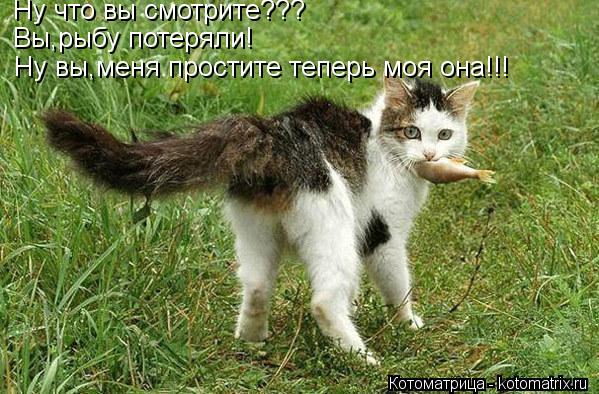 Ну что вы смотрите??? Вы,рыбу потеряли! Ну вы,меня простите теперь моя она!!!... Котоматрица: Ну что вы смотрите??? Вы,рыбу потеряли! Ну вы,меня простите теперь моя она!!!