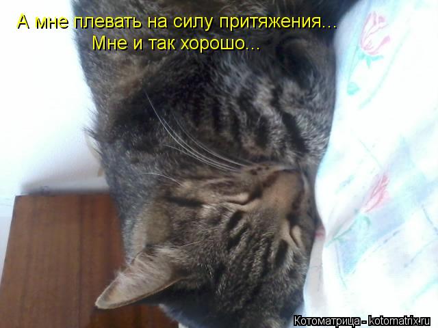 А мне плевать на силу притяжения... Мне и так хорошо...... Котоматрица: А мне плевать на силу притяжения... Мне и так хорошо...