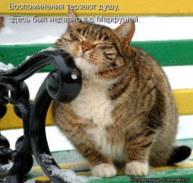 Воспоминания терзают душу, здесь был недавно я с Марфушей.... Котоматрица: Воспоминания терзают душу, здесь был недавно я с Марфушей.