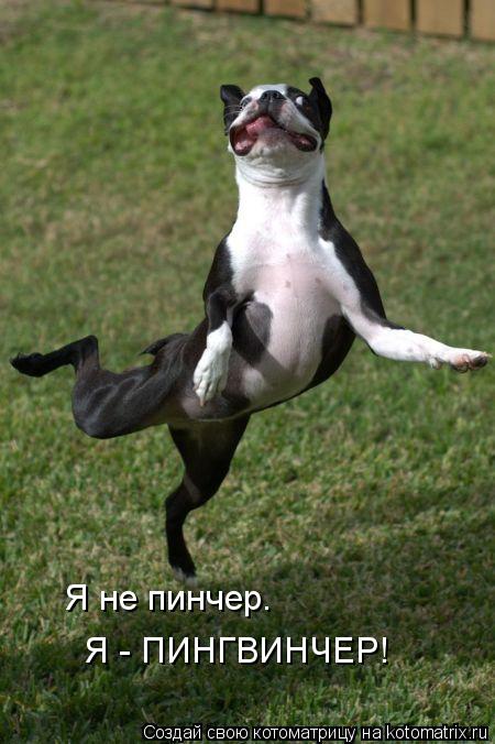 Я не пинчер. Я - ПИНГВИНЧЕР!... Котоматрица: Я не пинчер. Я - ПИНГВИНЧЕР!