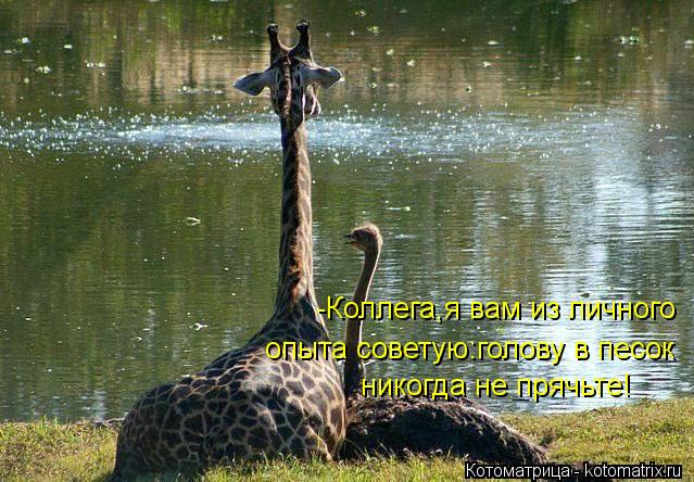 -Коллега,я вам из личного опыта советую:голову в песок никогда не прячьте!... Котоматрица: -Коллега,я вам из личного опыта советую:голову в песок никогда не прячьте!