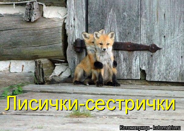 Лисички-сестрички... Котоматрица: Лисички-сестрички