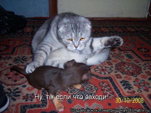 Ну, ты если что заходи...... Котоматрица: Ну, ты если что заходи...